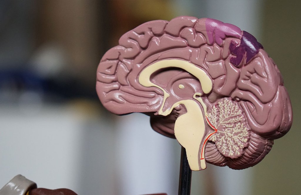Study Says Changes in the Brain May Explain Why We Become Aggressive After Drinking Alcohol