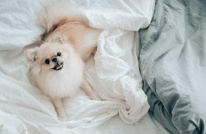 Pomeranian puppy looks up from unmade bed